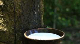 Karet alam spesifikasi teknis atau SIR adalah karet alam yang diperoleh dari pengolahan lateks, koagulum karet, atau bahan olah karet yang berasal dari pohon Hevea brasiliensis secara mekanis dengan atau tanpa bahan kimia. Bentuknya dapat berupa karet remah (crumb rubber) atau karet bongkah (block rubber). - Foto PTPN