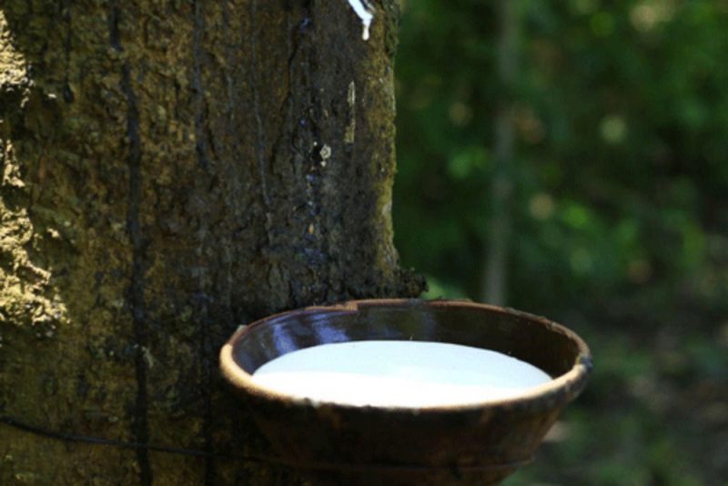 Karet alam spesifikasi teknis atau SIR adalah karet alam yang diperoleh dari pengolahan lateks, koagulum karet, atau bahan olah karet yang berasal dari pohon Hevea brasiliensis secara mekanis dengan atau tanpa bahan kimia. Bentuknya dapat berupa karet remah (crumb rubber) atau karet bongkah (block rubber). - Foto PTPN