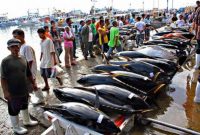 Nelayan Indonesia dengan hasil tangkapan berupa ikan tuna cakalang. - DKPP Buleleng
