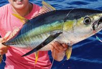 Yellowfin  atau tuna sirip kuning (Thunnus albacares) adalah ikan pelagis besar bernilai ekonomis tinggi yang hidup di perairan tropis dan subtropis. Ikan ini dikenal dengan sirip punggung dan perutnya yang berwarna kuning cerah, serta dagingnya yang tebal, kaya protein, dan omega-3. Foto yellowfintunafactory.com