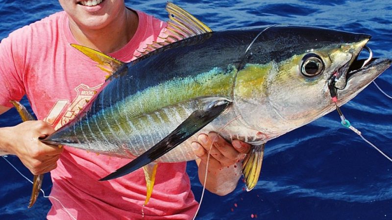 Yellowfin  atau tuna sirip kuning (Thunnus albacares) adalah ikan pelagis besar bernilai ekonomis tinggi yang hidup di perairan tropis dan subtropis. Ikan ini dikenal dengan sirip punggung dan perutnya yang berwarna kuning cerah, serta dagingnya yang tebal, kaya protein, dan omega-3. Foto yellowfintunafactory.com