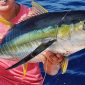 Yellowfin  atau tuna sirip kuning (Thunnus albacares) adalah ikan pelagis besar bernilai ekonomis tinggi yang hidup di perairan tropis dan subtropis. Ikan ini dikenal dengan sirip punggung dan perutnya yang berwarna kuning cerah, serta dagingnya yang tebal, kaya protein, dan omega-3. Foto yellowfintunafactory.com