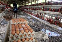 Peternak mengumpulkan telur ayam. (Foto: Tera Nusantara.com)