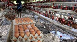Peternak mengumpulkan telur ayam. (Foto: Tera Nusantara.com)