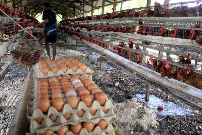 Peternak mengumpulkan telur ayam. (Foto: Tera Nusantara.com)