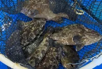 Ikan kerapu punya nilai ekonomi yang luar biasa besar - Foto KKP