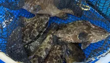 Ikan kerapu punya nilai ekonomi yang luar biasa besar - Foto KKP