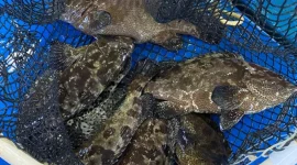 Ikan kerapu punya nilai ekonomi yang luar biasa besar - Foto KKP