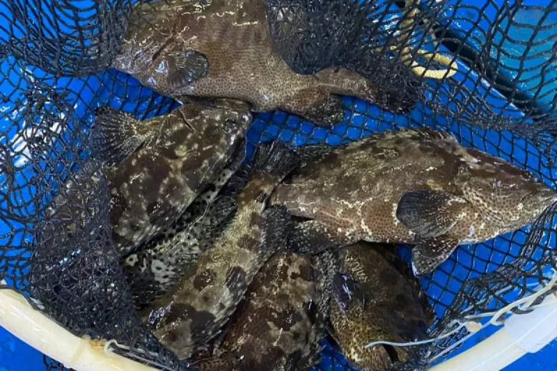Ikan kerapu punya nilai ekonomi yang luar biasa besar - Foto KKP