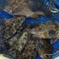 Ikan kerapu punya nilai ekonomi yang luar biasa besar - Foto KKP